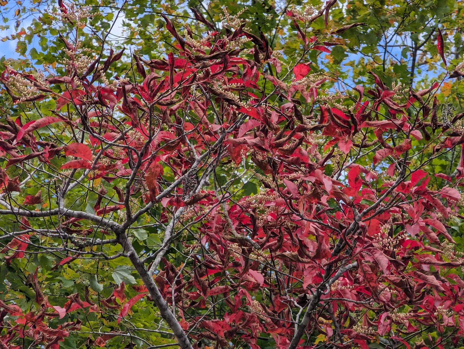 Sourwood (Oxydendrum Arboreum) — The Sourwood (Oxydendrum arboreum) is a deciduous tree; lily-of-the-valley-like flowers bloom in early summer