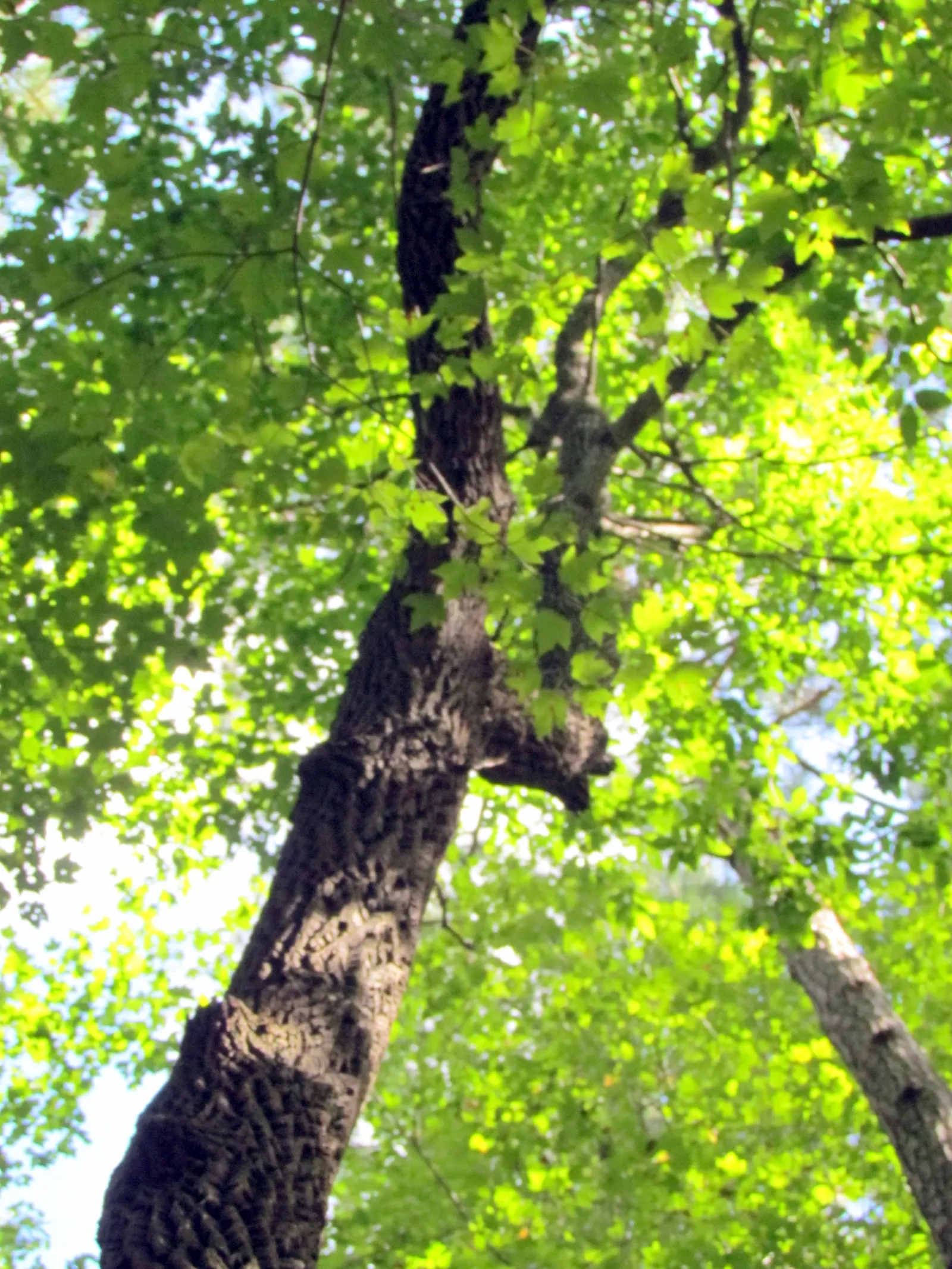 Sourwood (Oxydendrum Arboreum) — This ornamental beauty typically reaches a mature height of 20 to 30 feet with a spread of 10 to 15 feet
