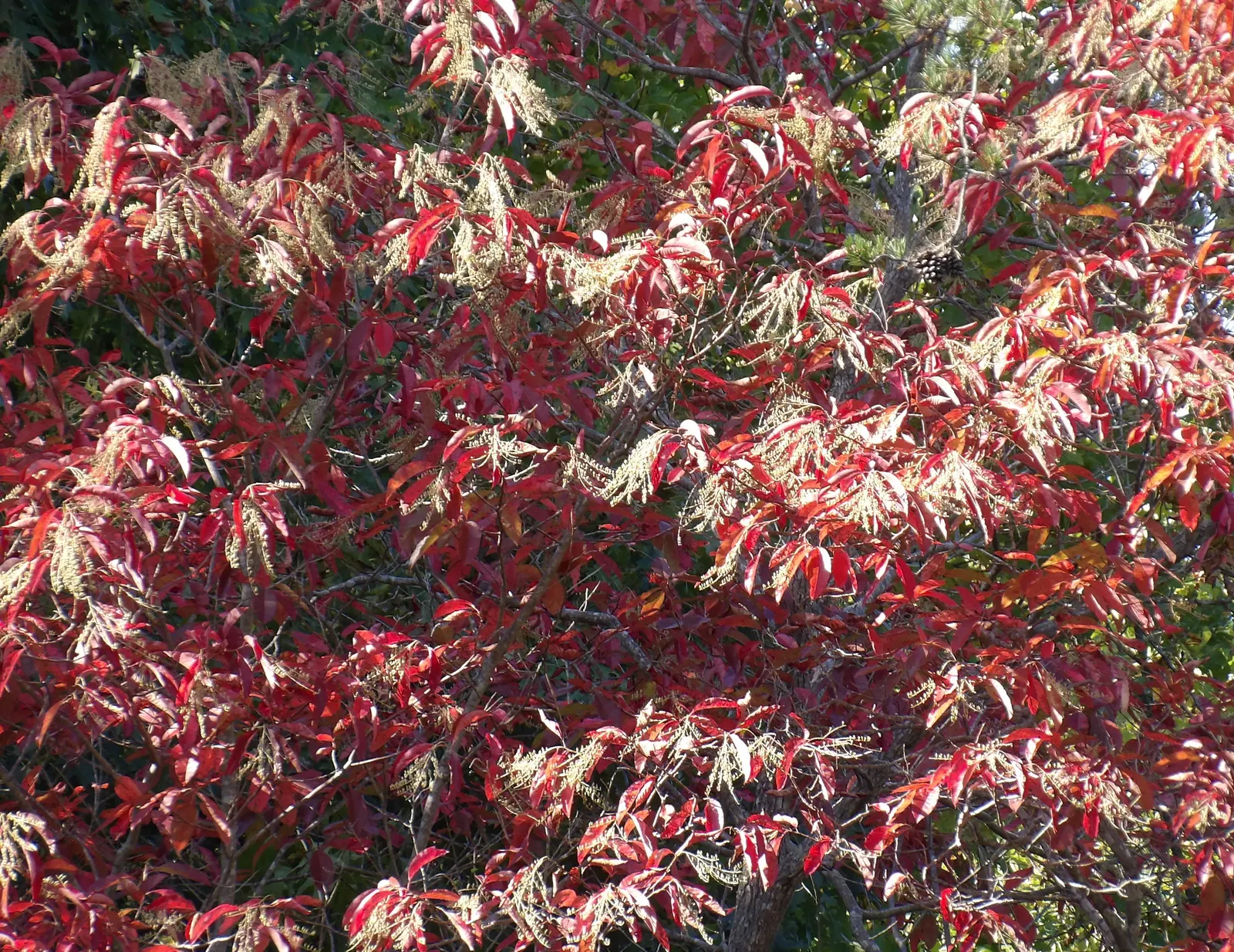 Sourwood (Oxydendrum Arboreum) — tree for full or half; making it a resilient addition to a low-maintenance garden