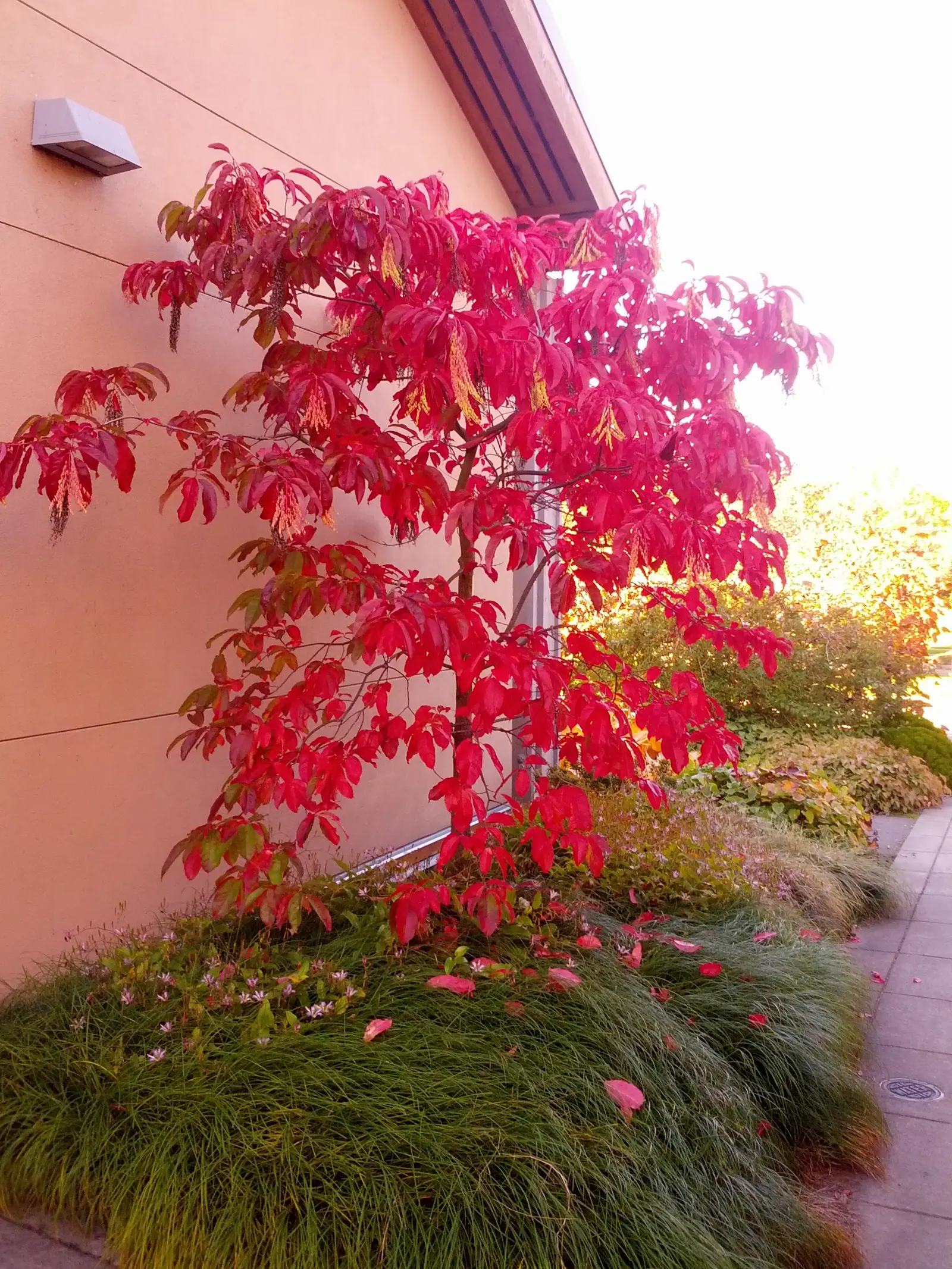 Sourwood (Oxydendrum Arboreum) — though it can occasionally soar upwards of 50 feet under optimal conditions; well-drained soils and thrives in full sun to