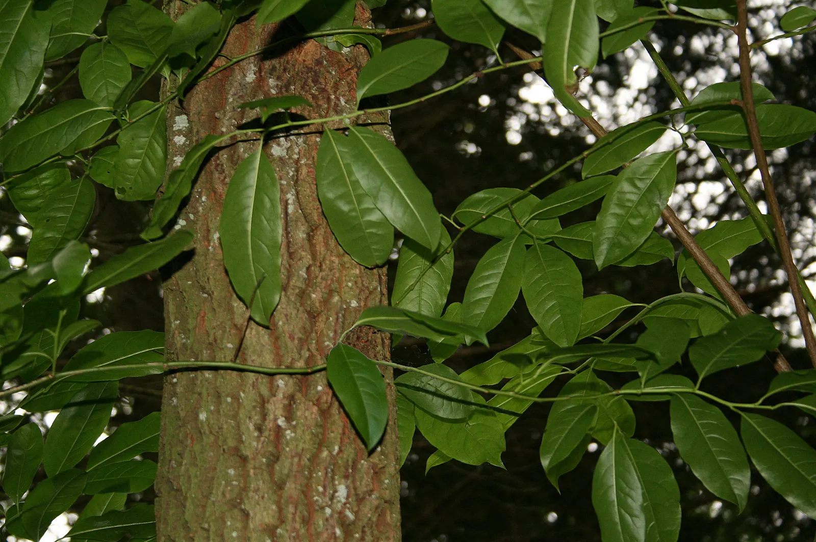 Sourwood (Oxydendrum Arboreum) — making it a resilient addition to a low-maintenance garden; the Sourwood requires little maintenance and is relatively pest