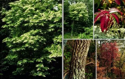 Sourwood (Oxydendrum Arboreum) — the Sourwood requires little maintenance and is relatively pest and disease-free