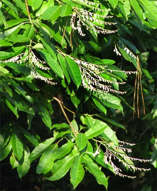 Sourwood (Oxydendrum Arboreum) — they undergo a spectacular transformation; tree for full or half, image 49