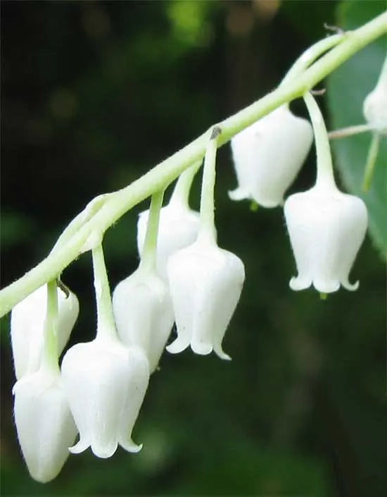 Sourwood (Oxydendrum Arboreum) — forming drooping clusters up to 10 inches long; lily-of-the-valley-like flowers that cascade in 4 to 10 inch long panicles