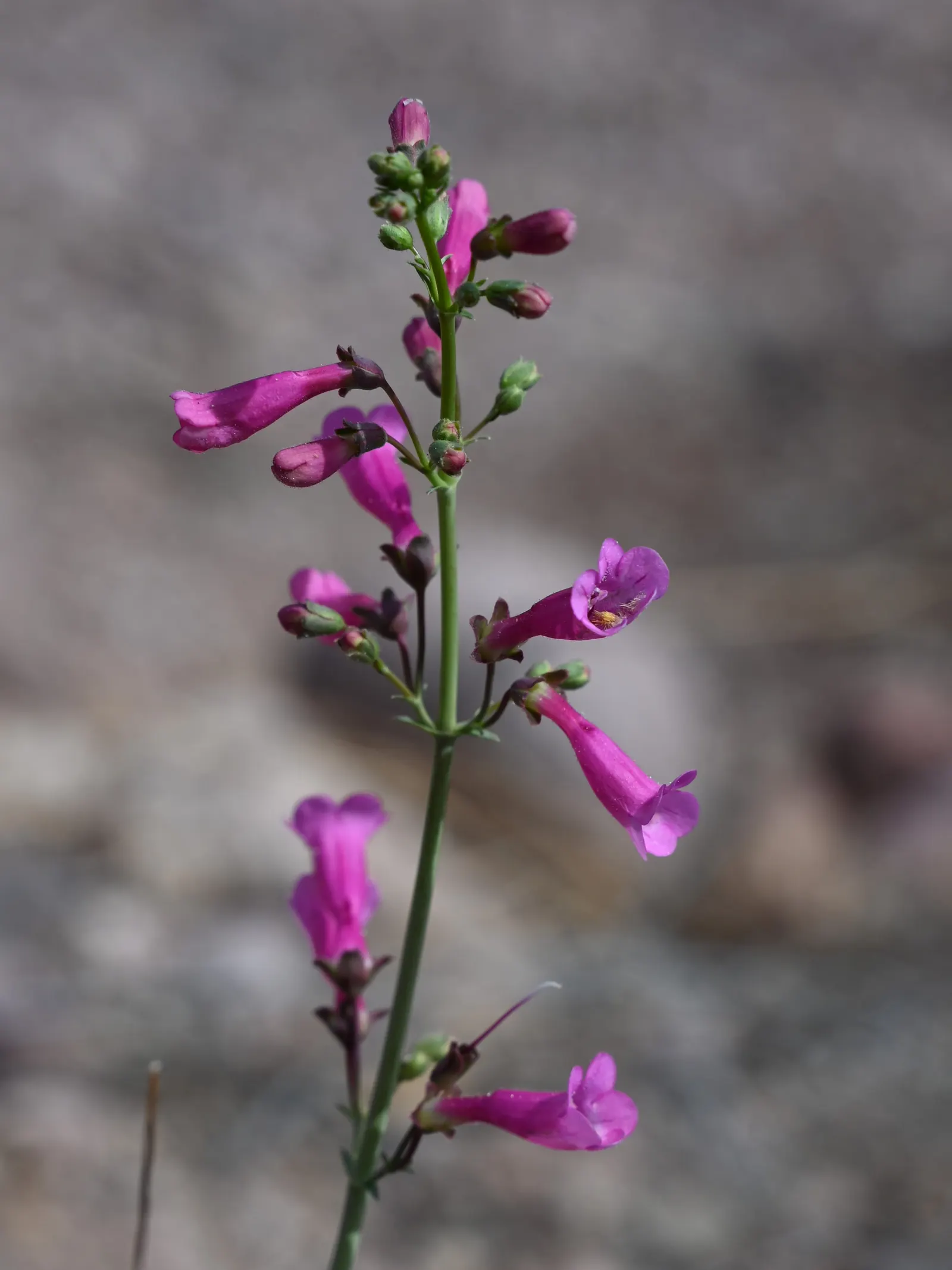 Parry's Penstemon (Penstemon Parryi) — but it can tolerate partial shade