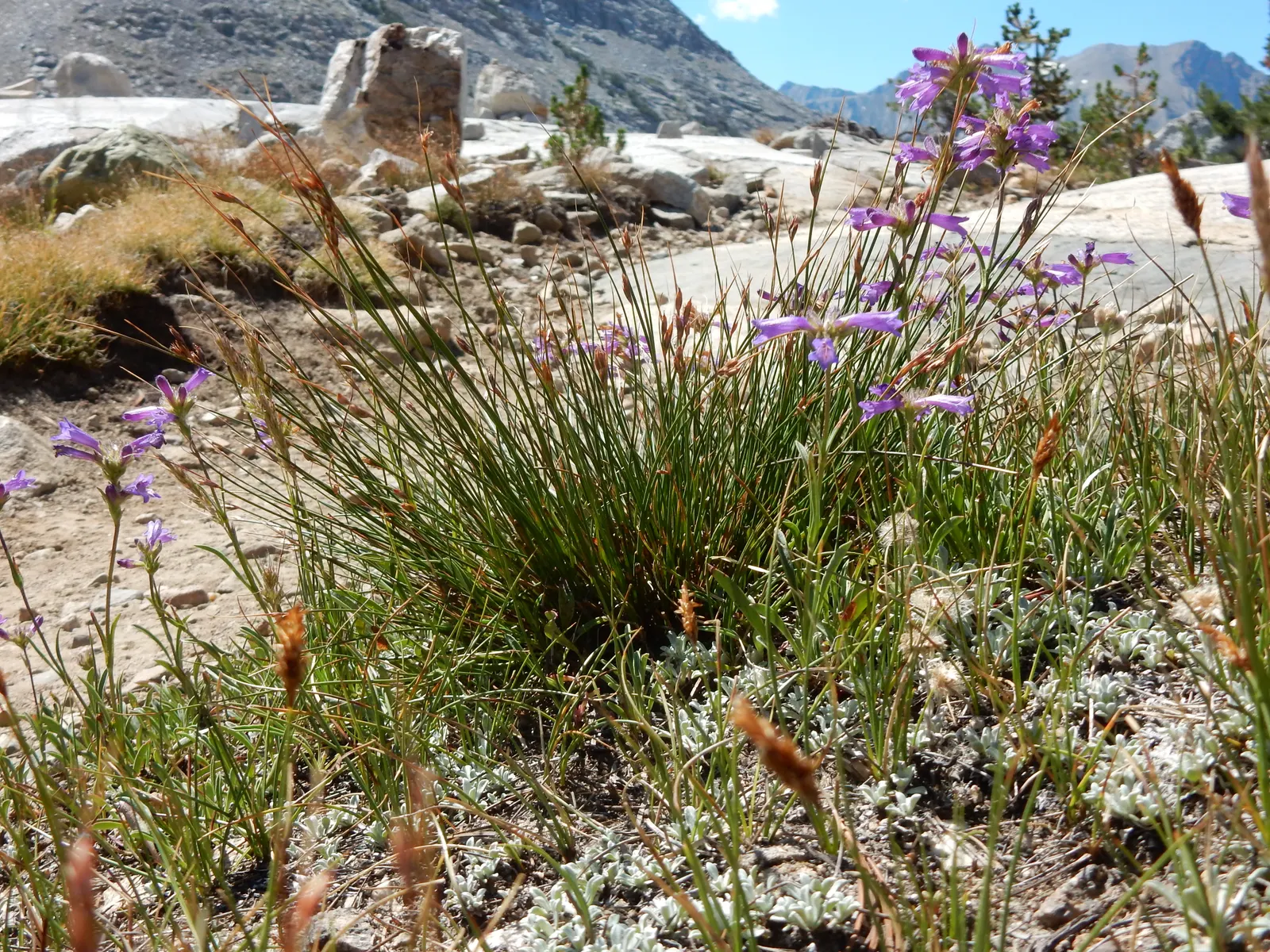 Parry's Penstemon (Penstemon Parryi) — This penstemon favors well-drained soils and is exceedingly drought-tolerant once established