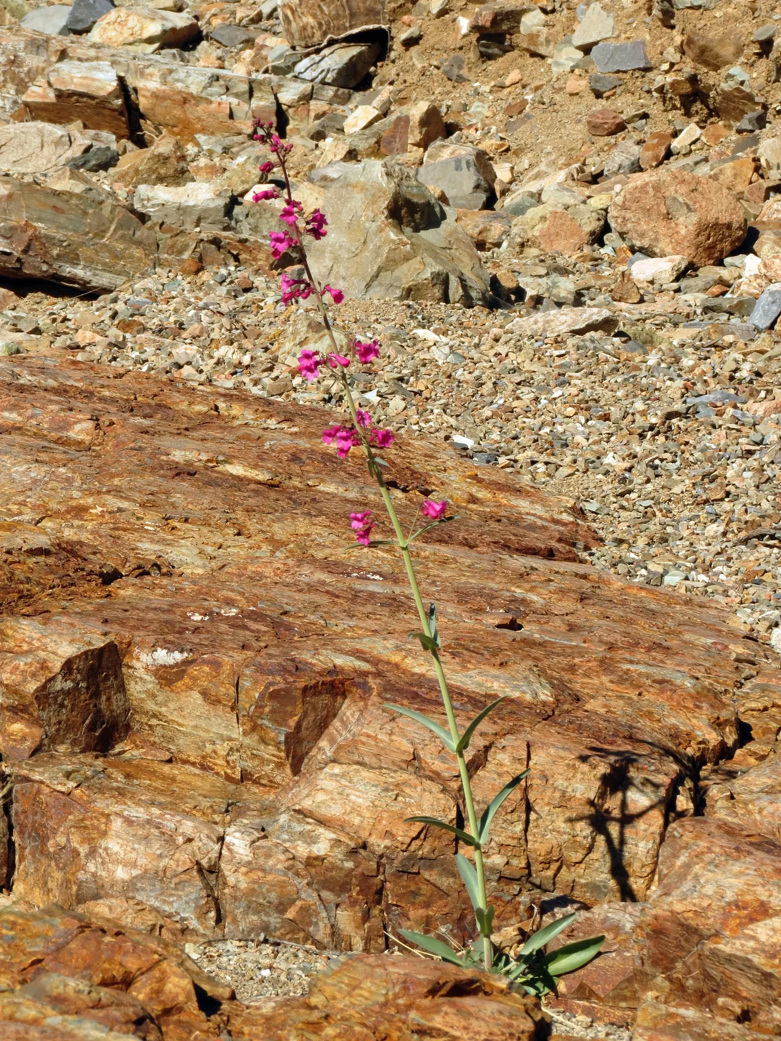 Parry's Penstemon (Penstemon Parryi) — This drought-tolerant plant is ideal for adding a splash of color to xeriscapes and low-water gardens