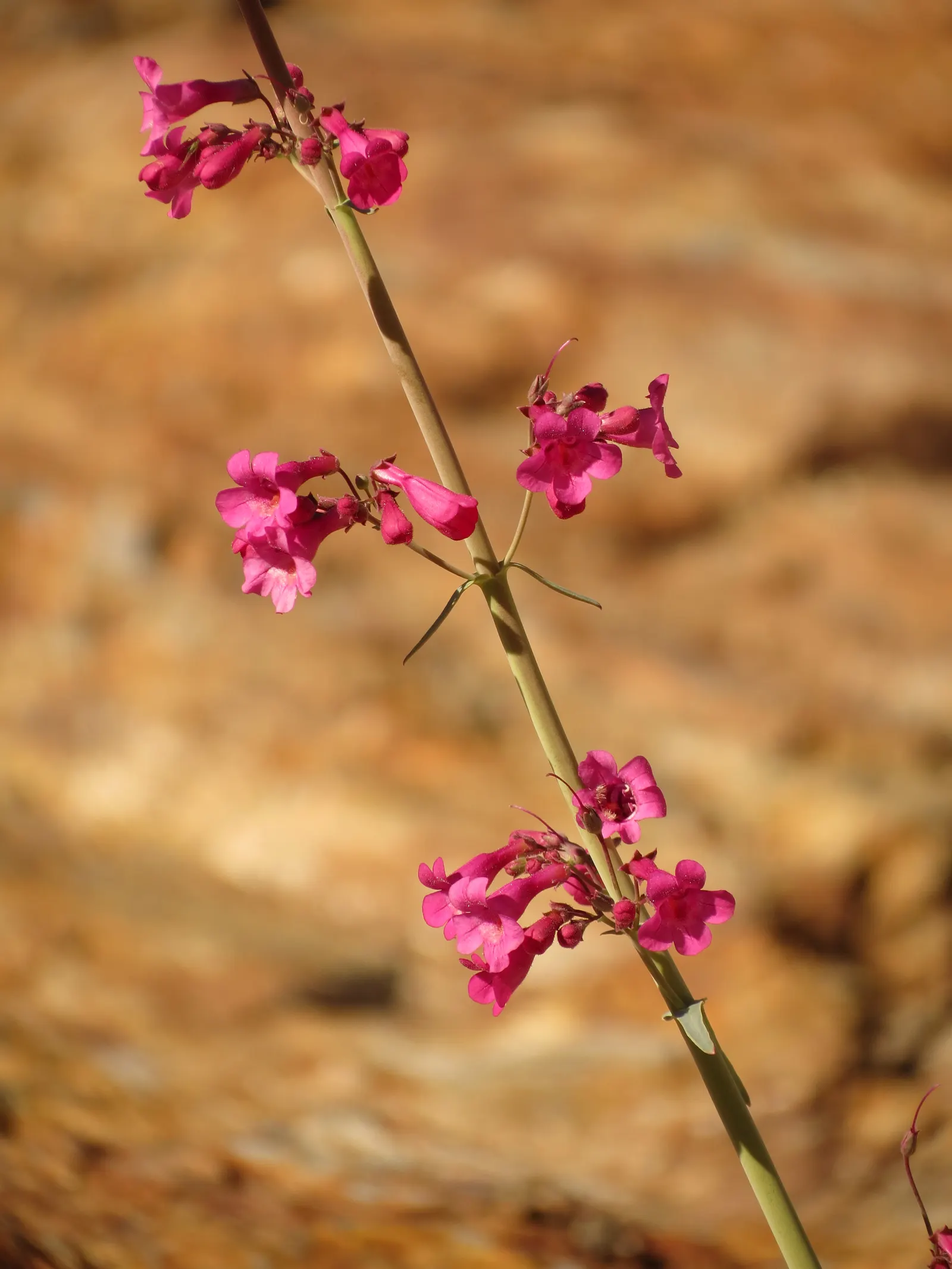 Parry's Penstemon (Penstemon Parryi) — commonly referred to as Parry's Penstemon