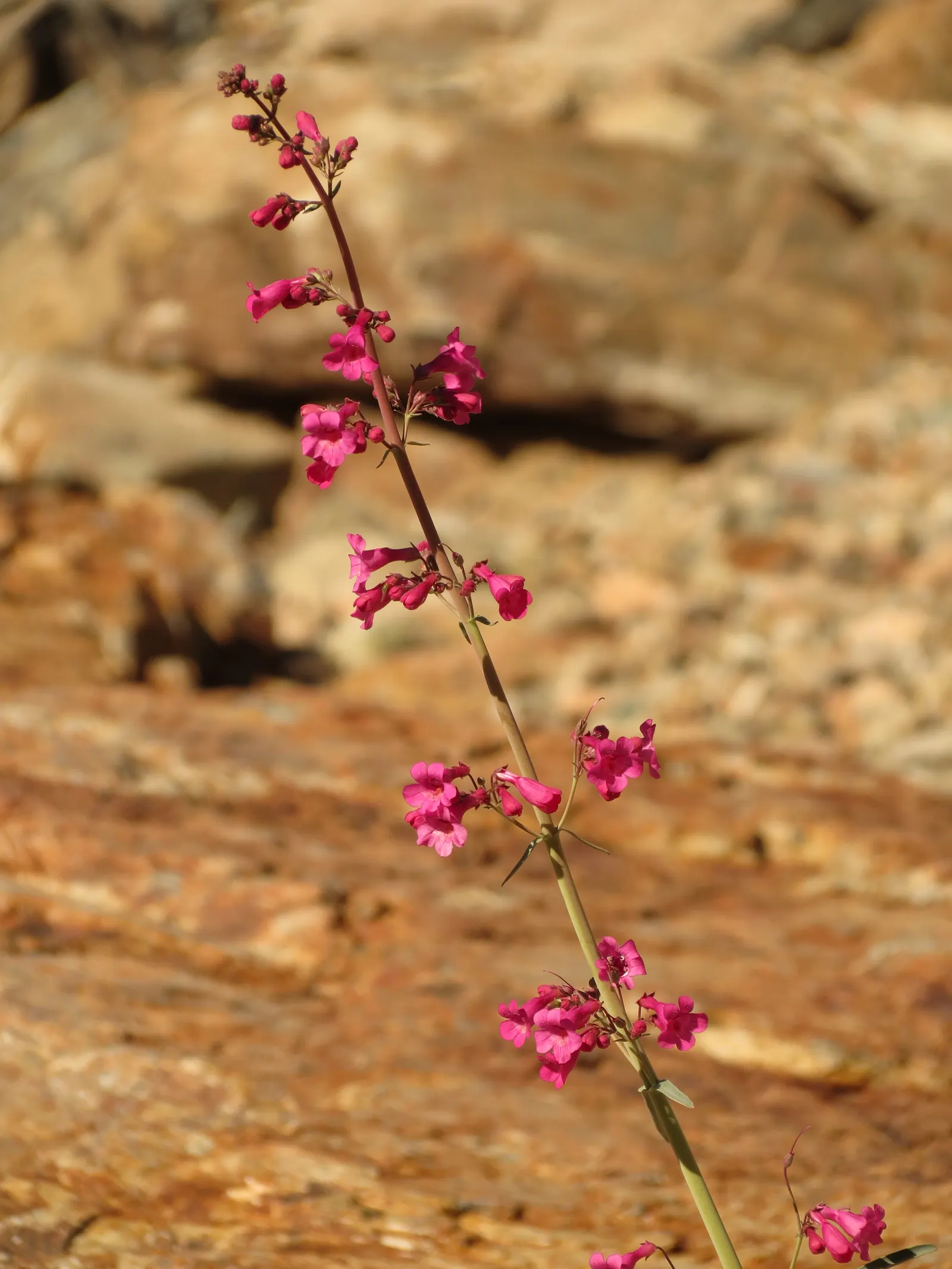 Parry's Penstemon (Penstemon Parryi) — Blooms appear in early spring, attracting hummingbirds and butterflies