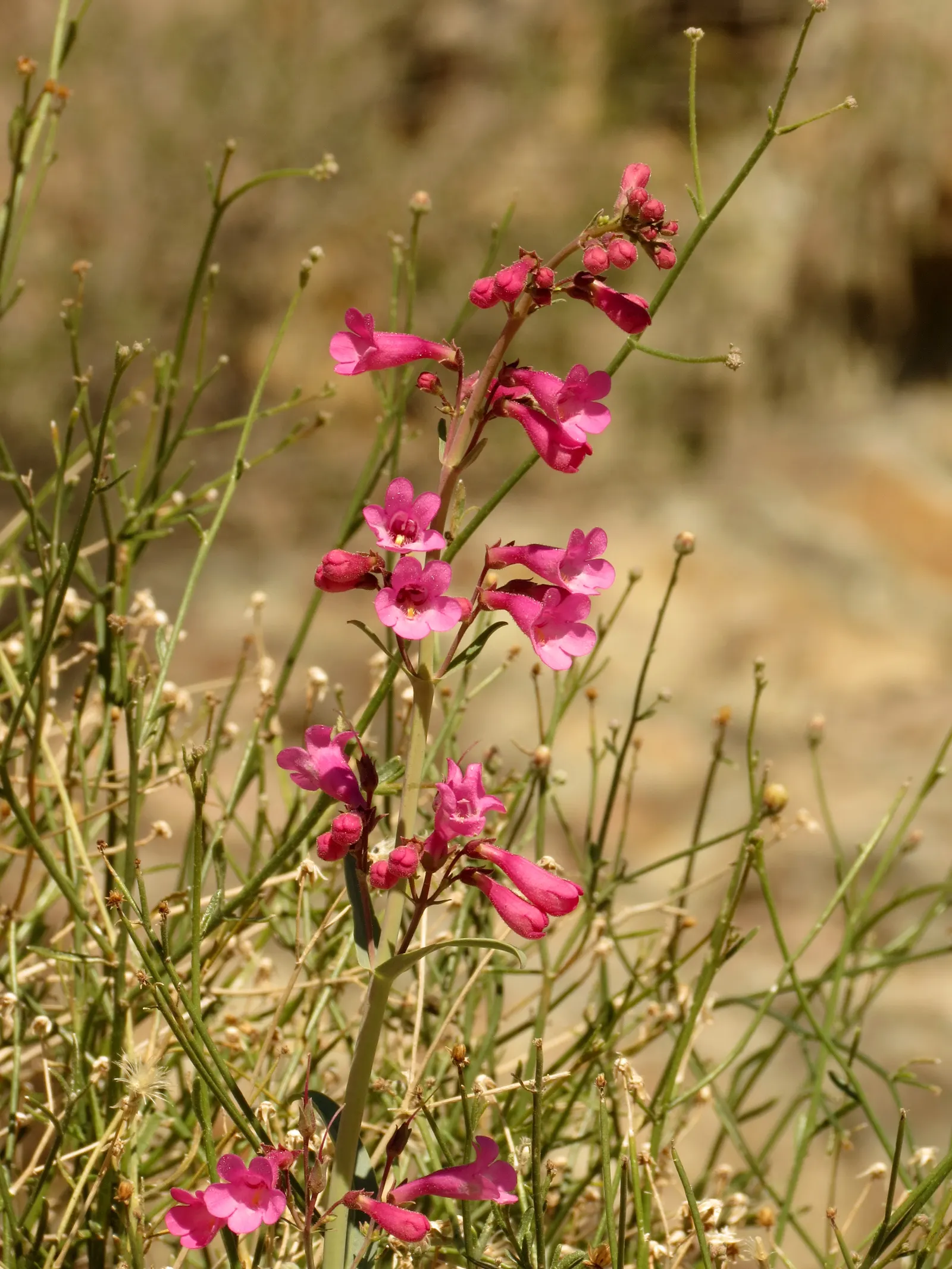 Parry's Penstemon (Penstemon Parryi) — making it ideal for clients who delight in the company of wildlife