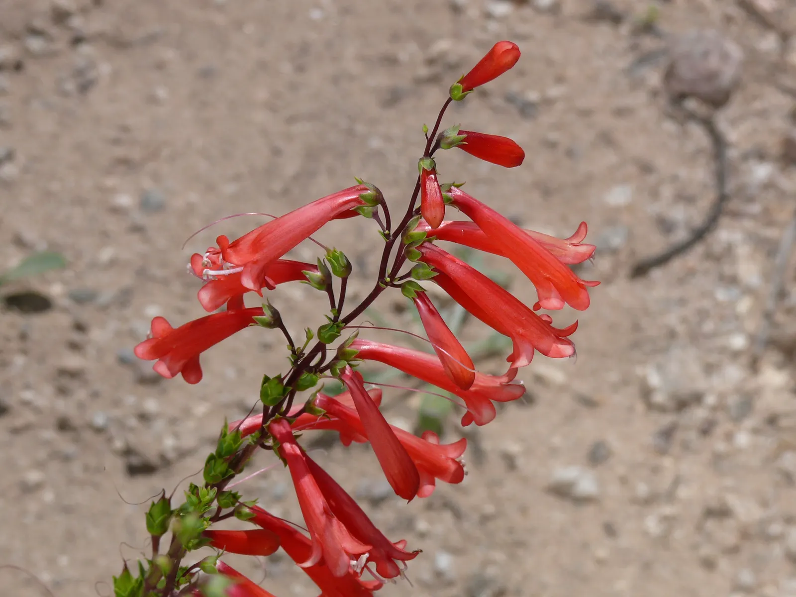 Parry's Penstemon (Penstemon Parryi) — hot pink to purplish flowers which fervently attract hummingbirds and butterflies