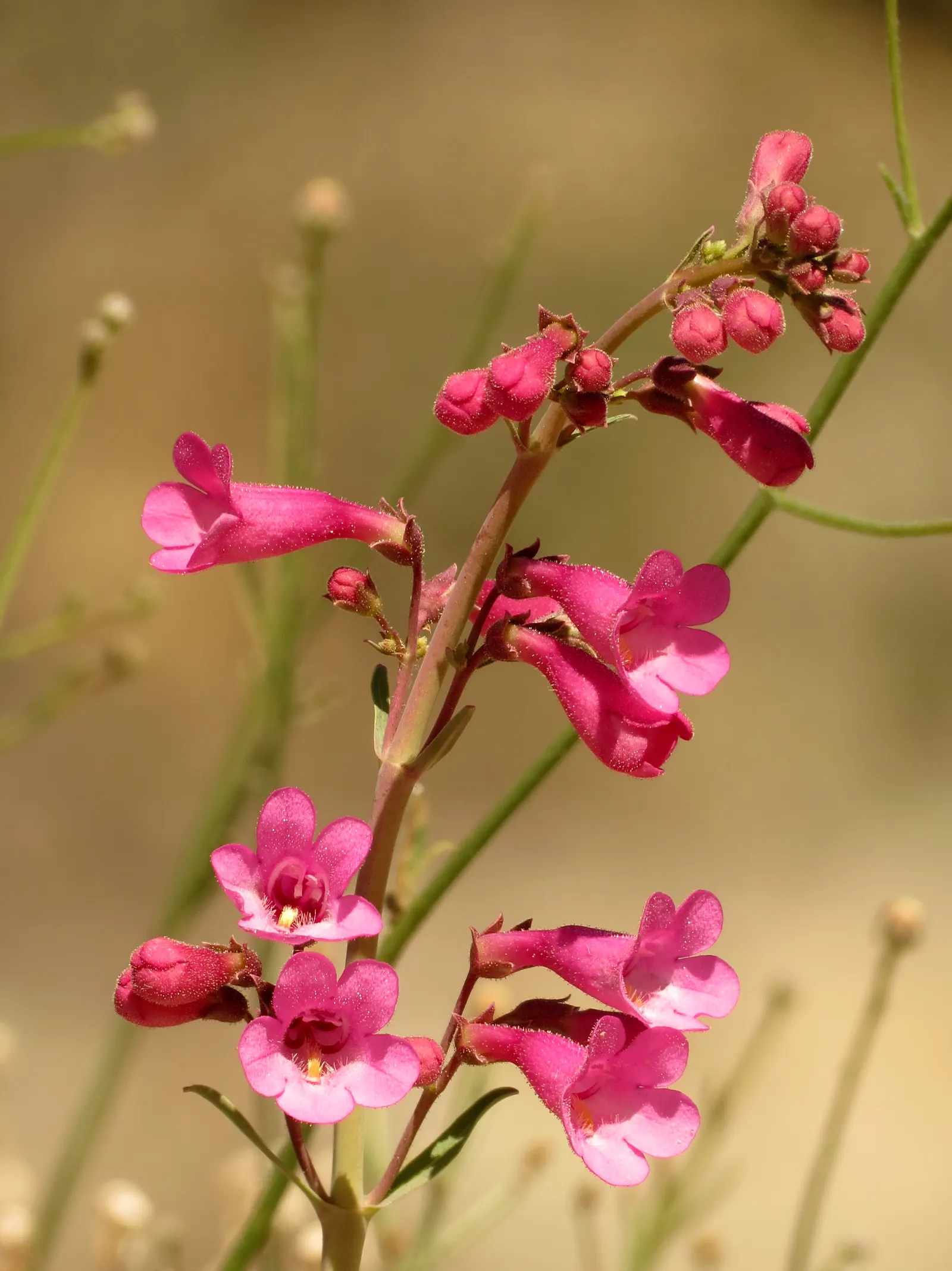 Parry's Penstemon (Penstemon Parryi) — Space 12-18 inches apart for optimal growth