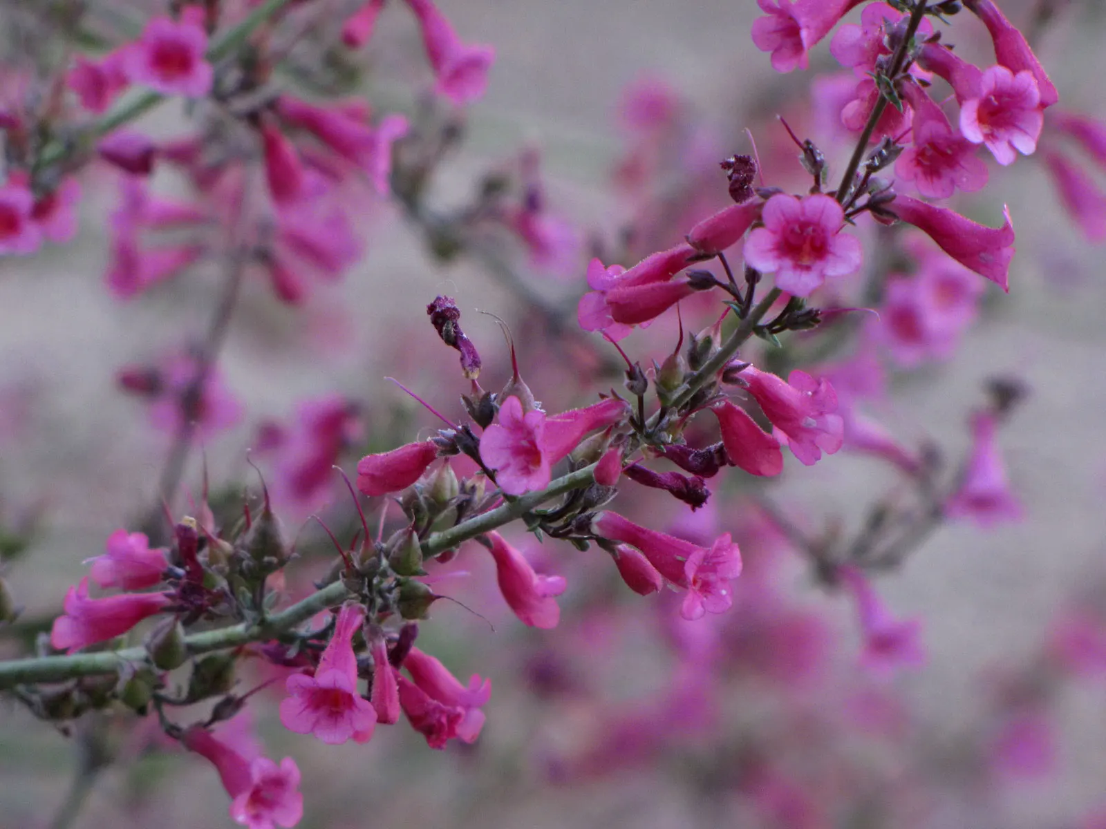 Parry's Penstemon (Penstemon Parryi) — Penstemon parryi requires full sun exposure