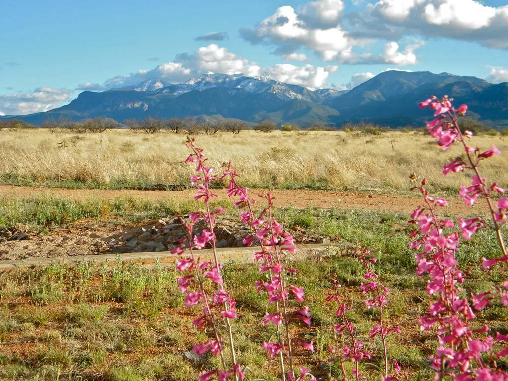 Parry's Penstemon (Penstemon Parryi) — Native to the desert Southwest, it thrives under full sun and requires well-drained soil