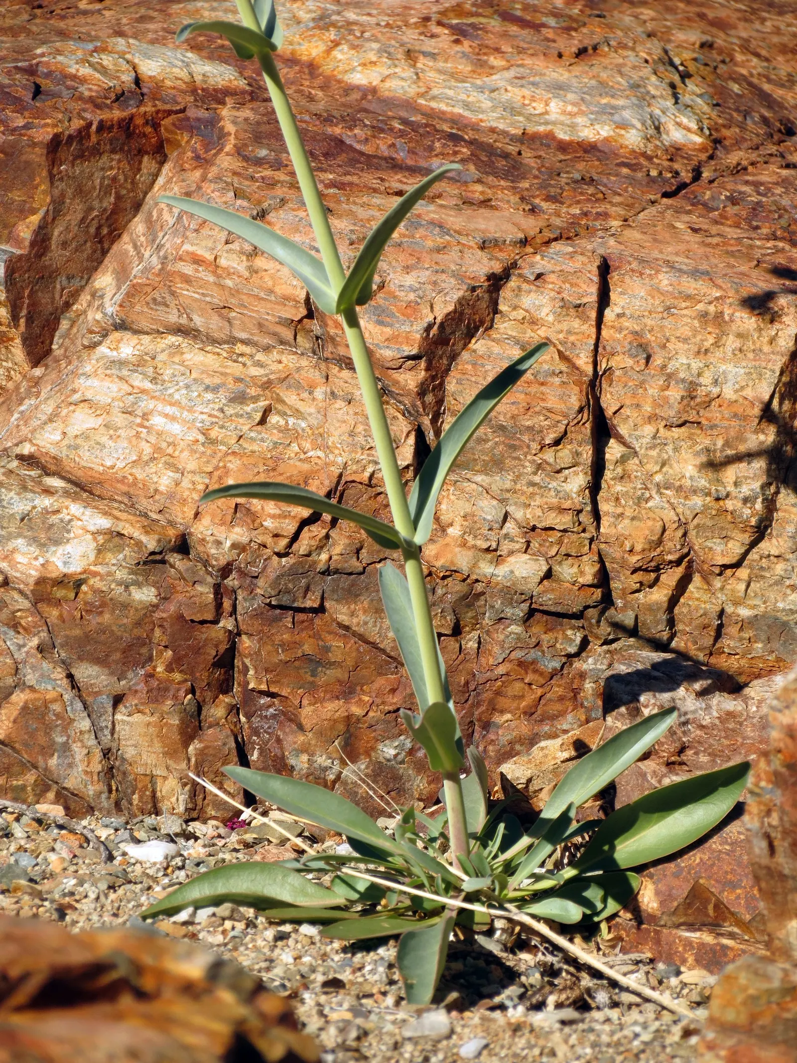 Parry's Penstemon (Penstemon Parryi) — It is best suited for USDA hardiness zones 7 to 10