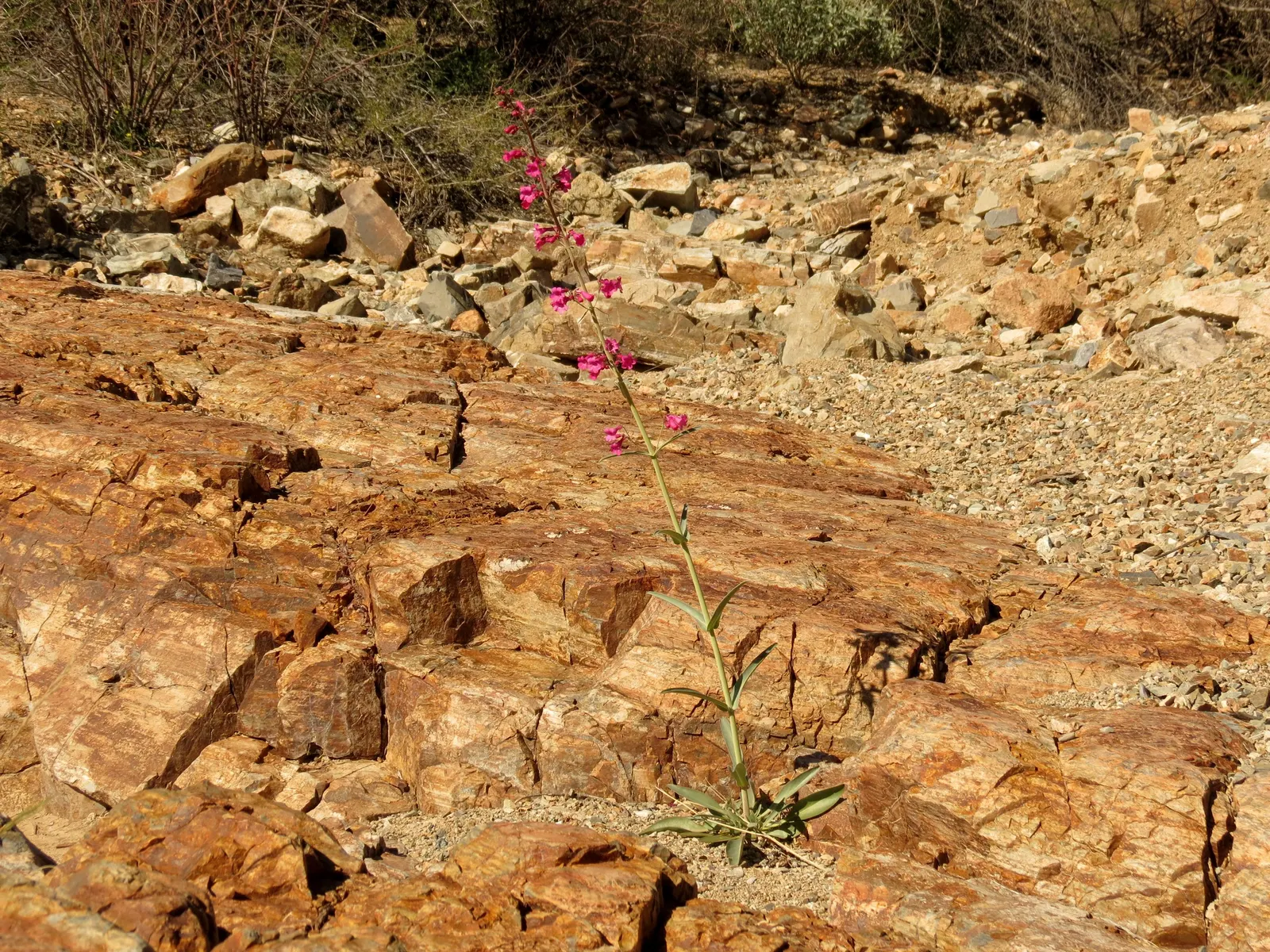 Parry's Penstemon (Penstemon Parryi) — Native to the Southwestern United States