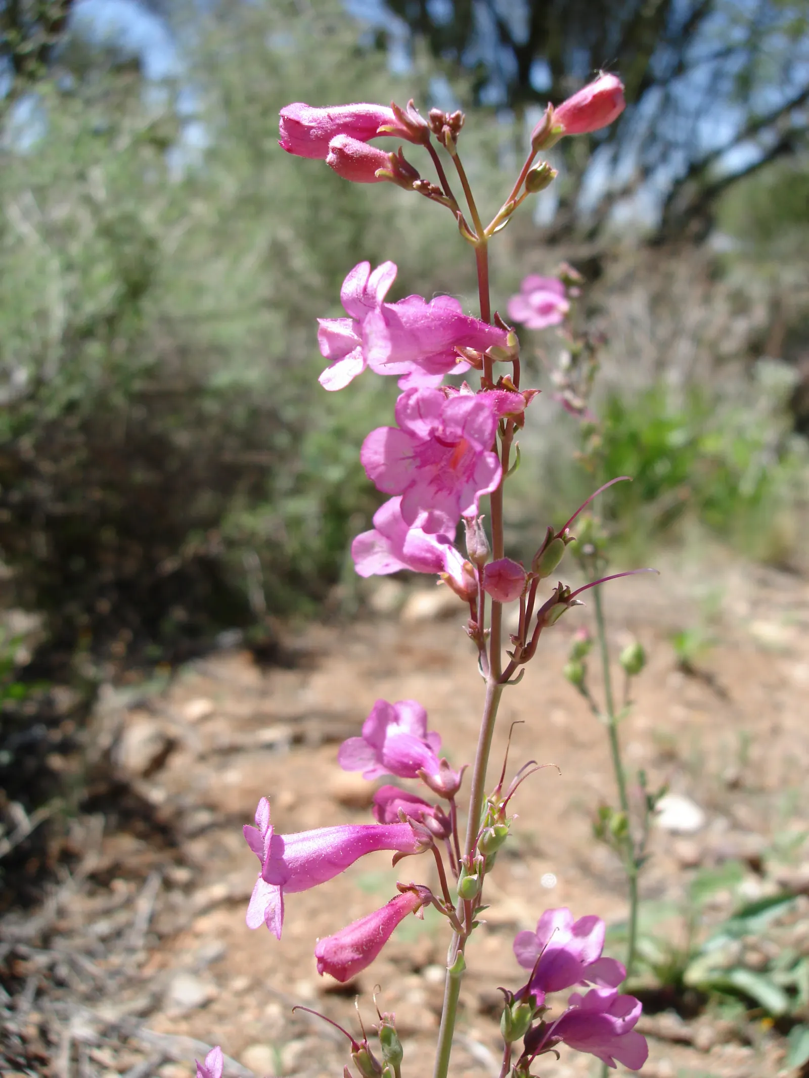 Parry's Penstemon (Penstemon Parryi) — providing a splash of brilliant color when many other plants are dormant.<br><br>For optimal growth