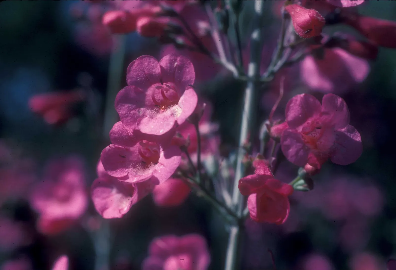 Parry's Penstemon (Penstemon Parryi) — Parry's Penstemon blooms profusely from late winter into early spring