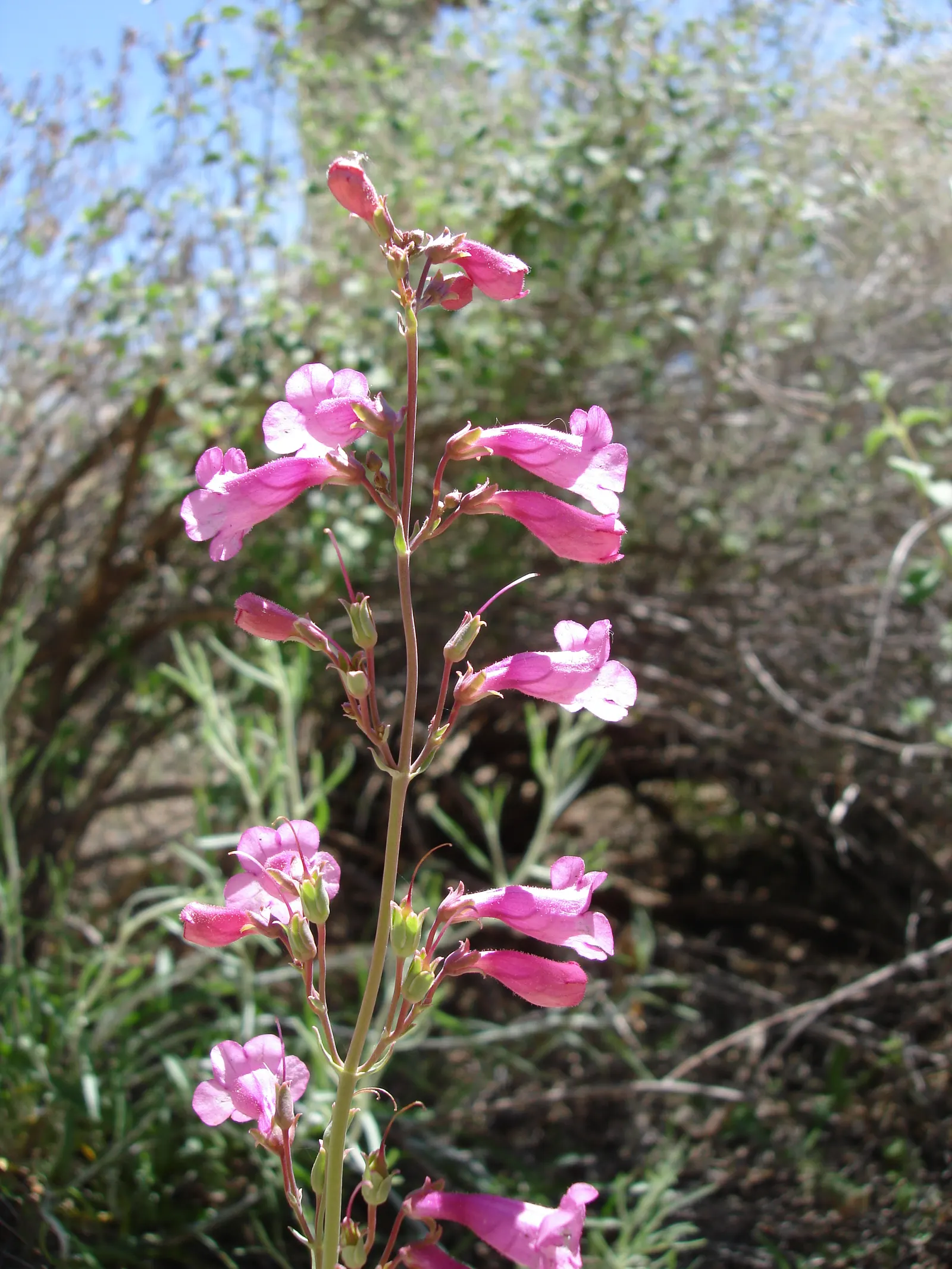 Parry's Penstemon (Penstemon Parryi) — is a vibrant perennial that lends a touch of desert beauty to any landscape design