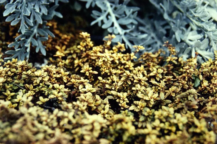Lemon Gold Thyme (Thymus X Citriodorus 'Aureus') — Lemon Gold Thyme (Thymus x citriodorus 'Aureus') is a fragrant