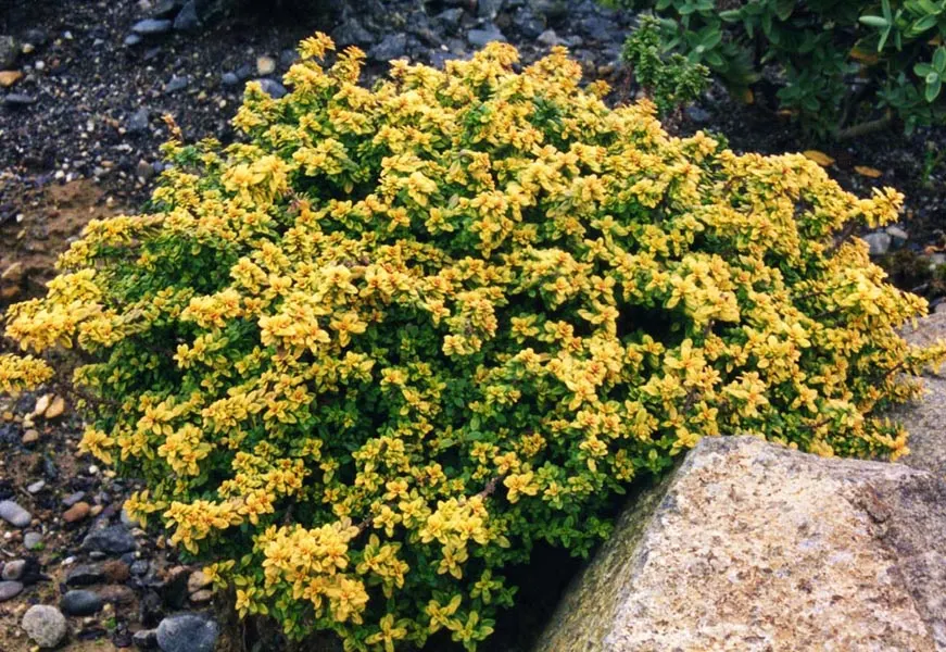 Lemon Gold Thyme (Thymus X Citriodorus 'Aureus') — This hardy groundcover reaches up to 6 inches in height and spreads 12-18 inches wide