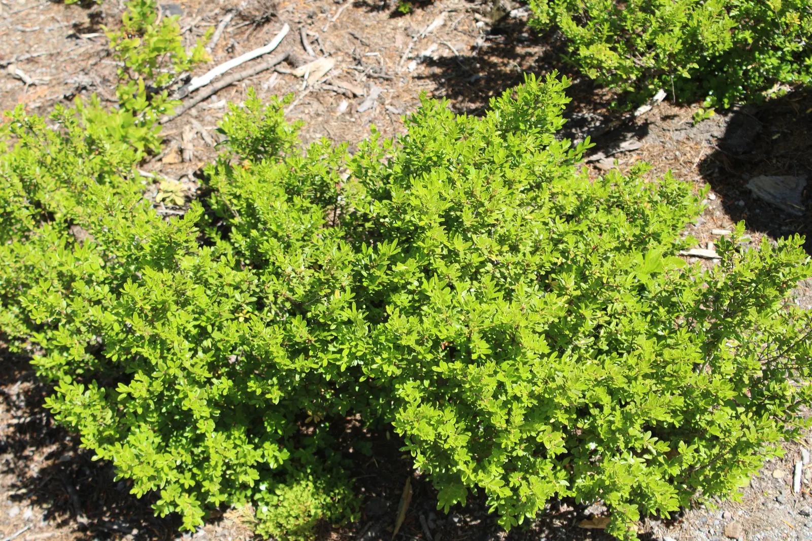 Oregon Boxwood (Paxistima Myrsinites) — white flowers in the garden