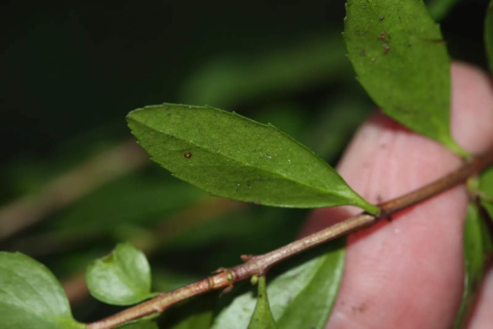 Oregon Boxwood (Paxistima Myrsinites) — leathery leaves that exhibit a rich