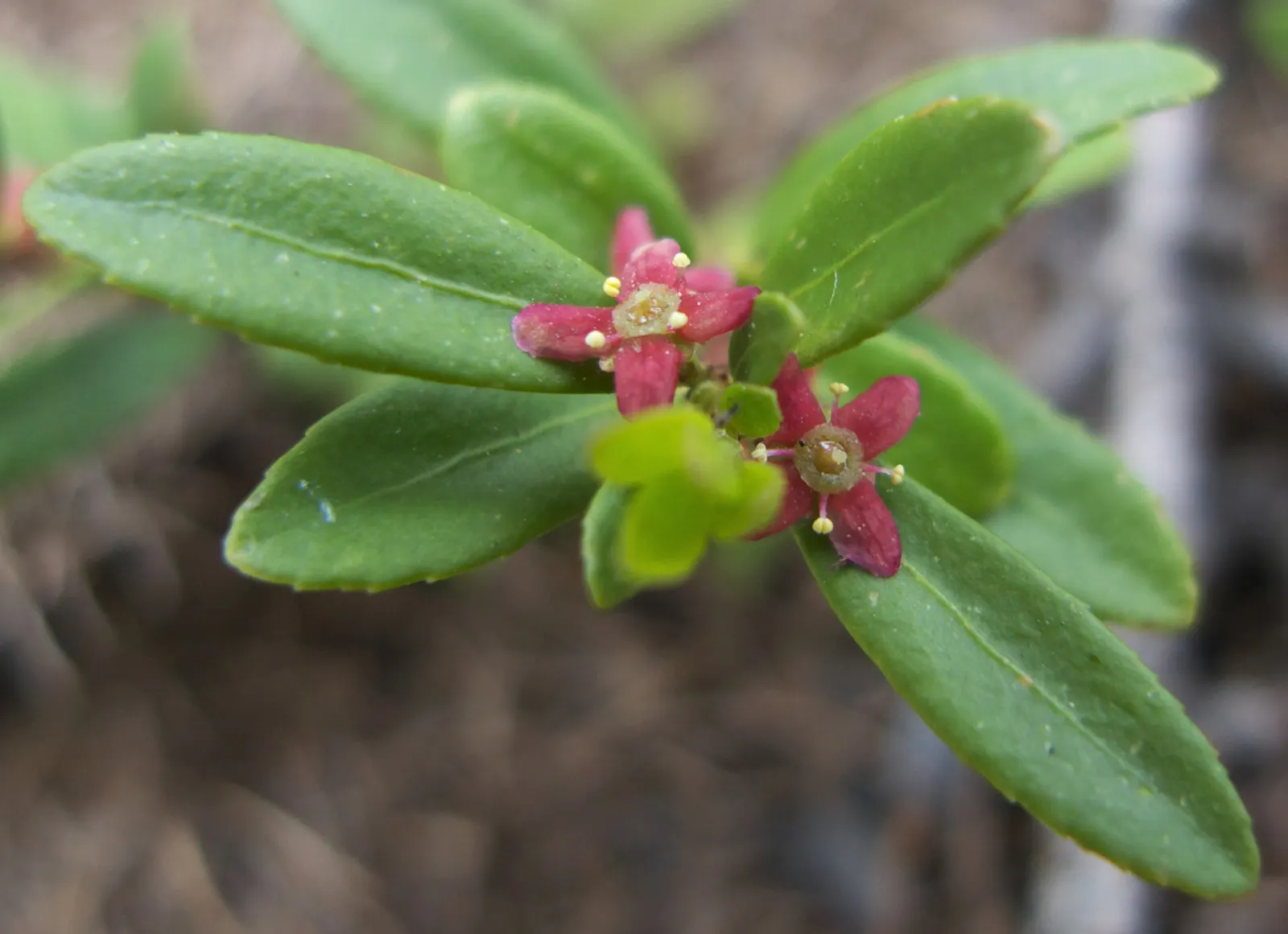 Oregon Boxwood (Paxistima Myrsinites) — Oregon Boxwood (Paxistima myrsinites) is an evergreen shrub perfect for low hedges or groundcover; drought-tolerant