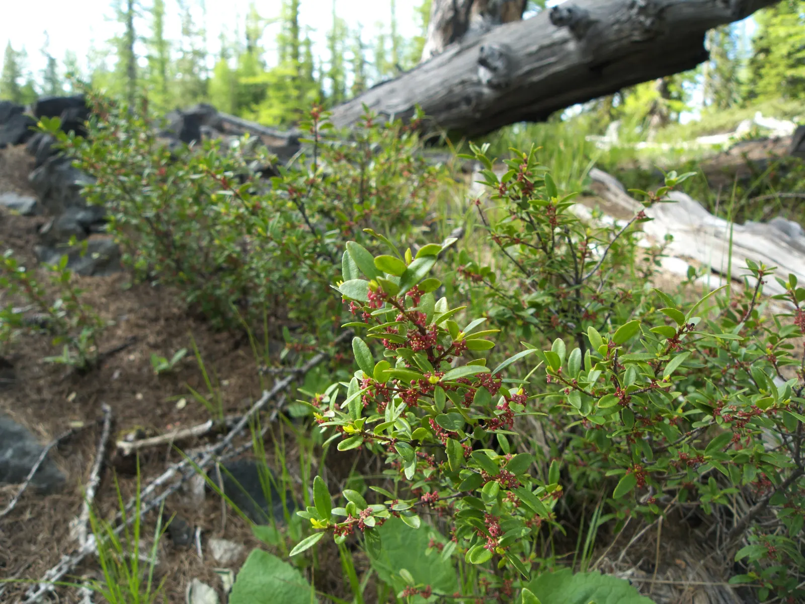 Oregon Boxwood (Paxistima Myrsinites) — which contribute an additional point of interest