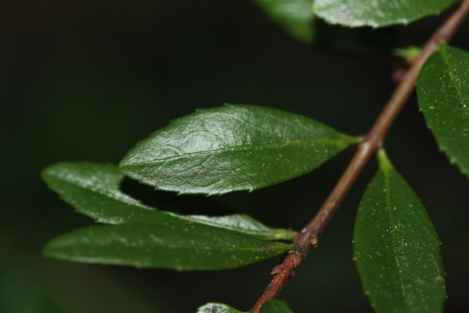 Oregon Boxwood (Paxistima Myrsinites) — it requires minimal maintenance