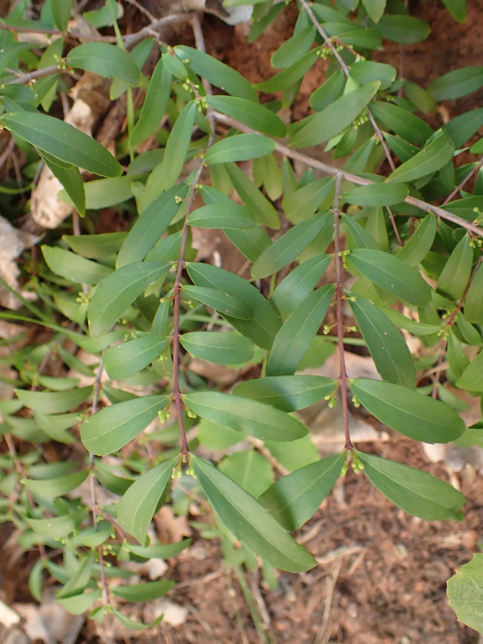 Oregon Boxwood (Paxistima Myrsinites) — Preferring partial to full shade, its leathery leaves and inconspicuous flowers excel in woodland settings