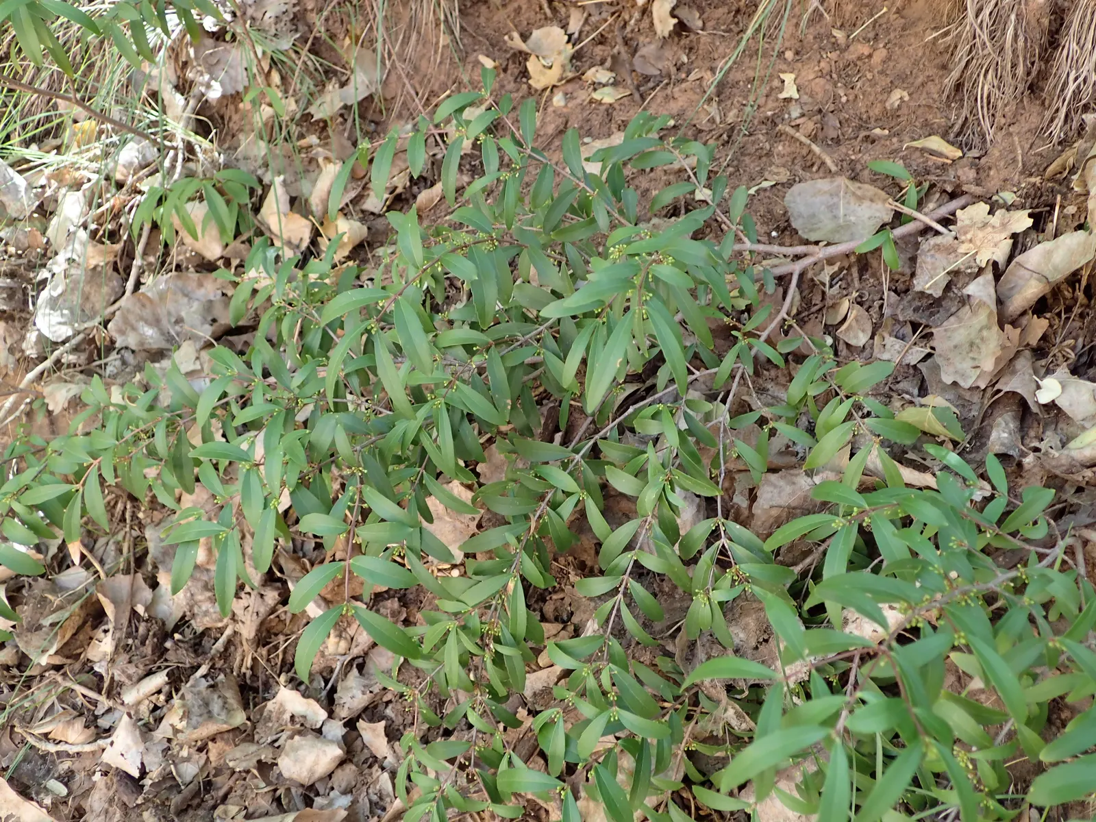 Oregon Boxwood (Paxistima Myrsinites) — shrub for full or half