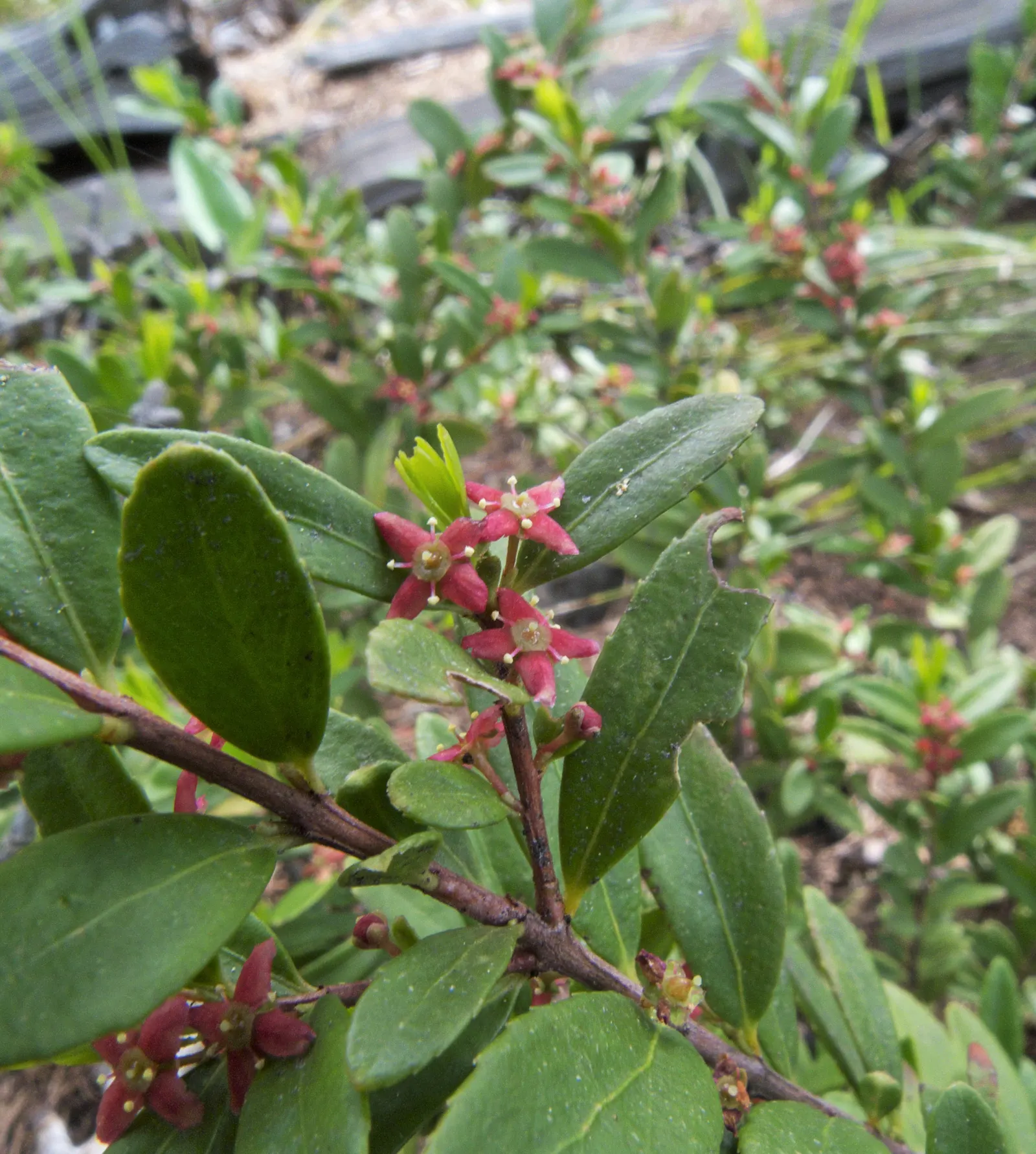 Oregon Boxwood (Paxistima Myrsinites) — the shrub produces inconspicuous