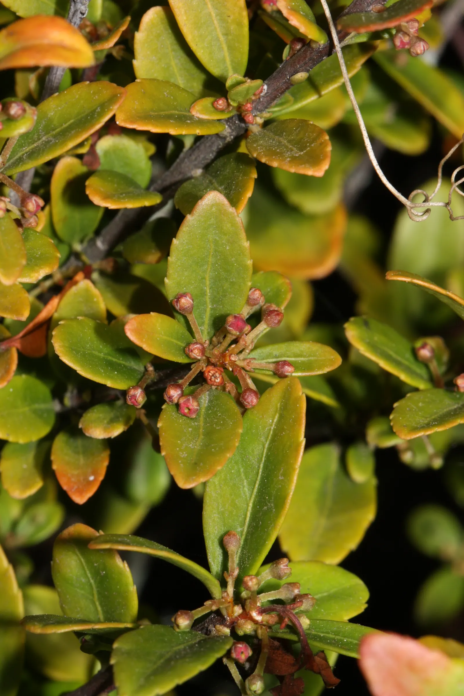 Oregon Boxwood (Paxistima Myrsinites) — This low-maintenance plant typically reaches between 1 and 2 feet tall