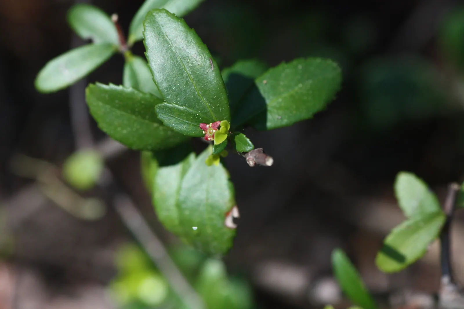 Oregon Boxwood (Paxistima Myrsinites) — making it an excellent choice for both designers and clients seeking an understated