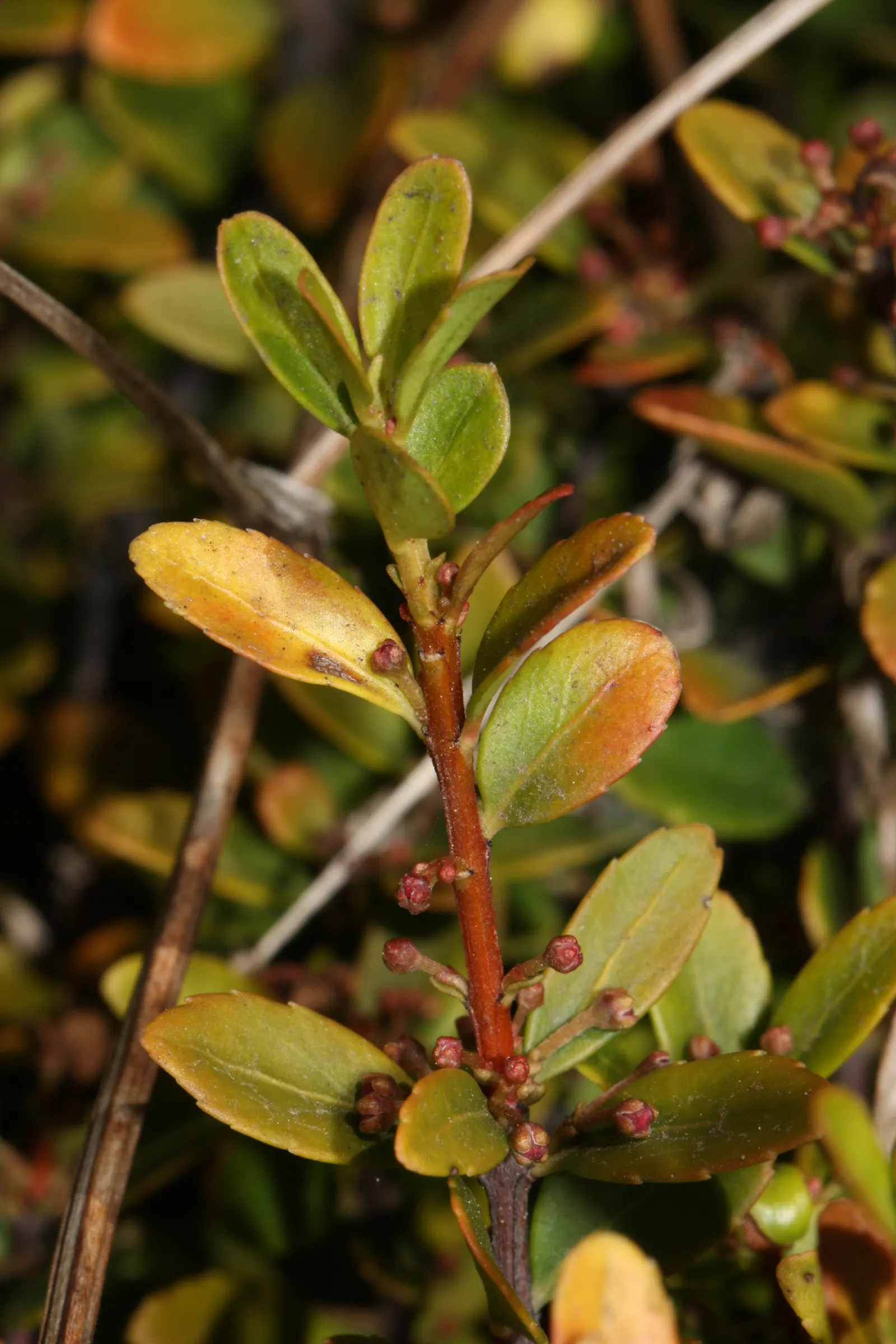 Oregon Boxwood (Paxistima Myrsinites) — is an evergreen shrub well-suited for adding structure and subtle