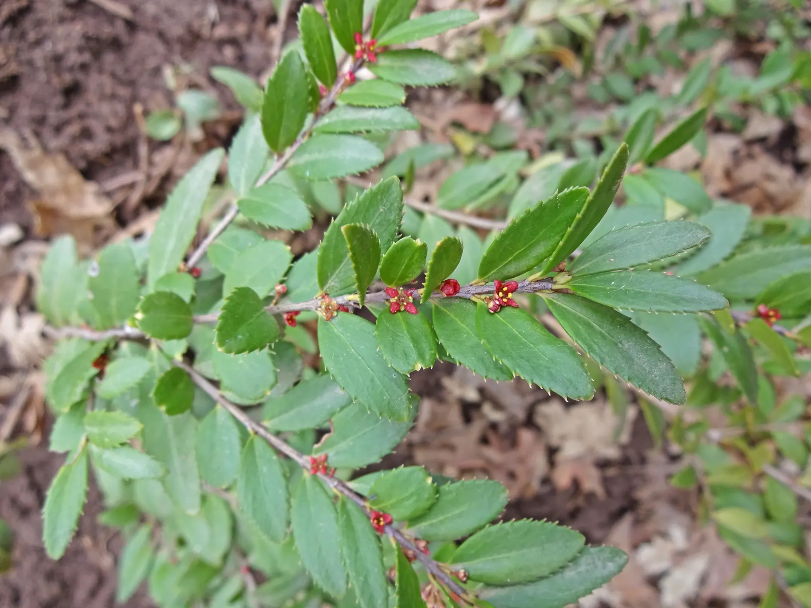 Oregon Boxwood (Paxistima Myrsinites) — but with a distinctly Western flair
