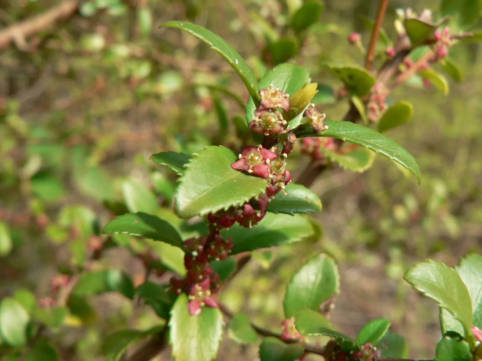 Oregon Boxwood (Paxistima Myrsinites) — commonly referred to as Oregon Boxwood