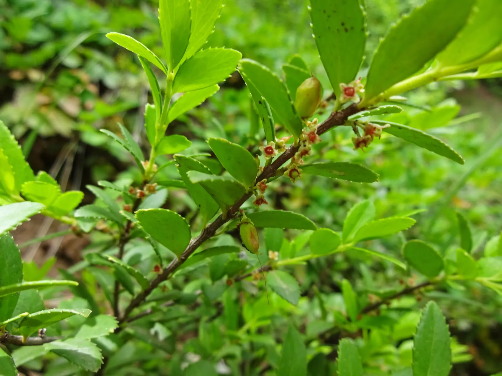 Oregon Boxwood (Paxistima Myrsinites) — making it an excellent choice for sustainable landscapes