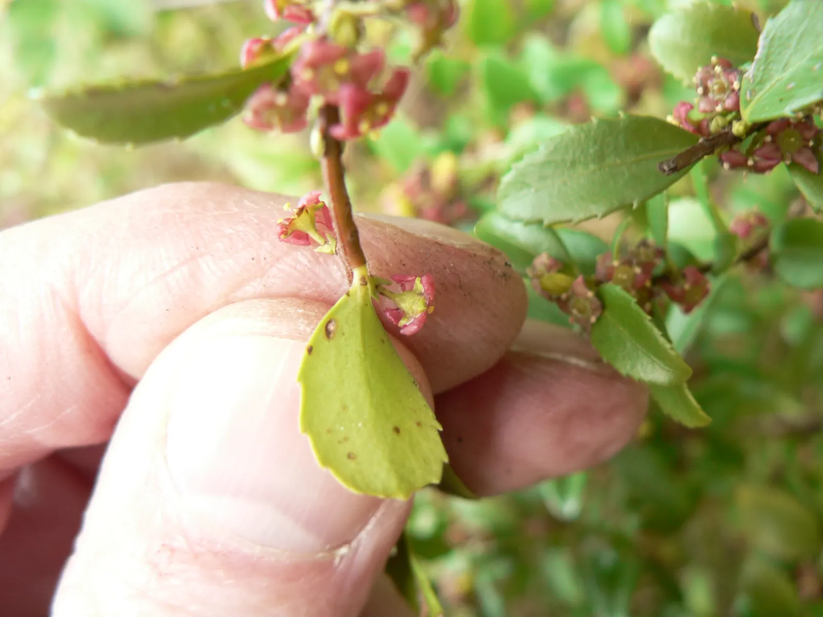 Oregon Boxwood (Paxistima Myrsinites) — with a slightly greater spread of 2 to 3 feet