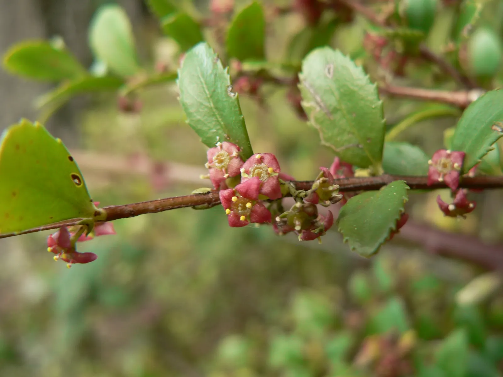 Oregon Boxwood (Paxistima Myrsinites) — year-round greenery to various landscape designs