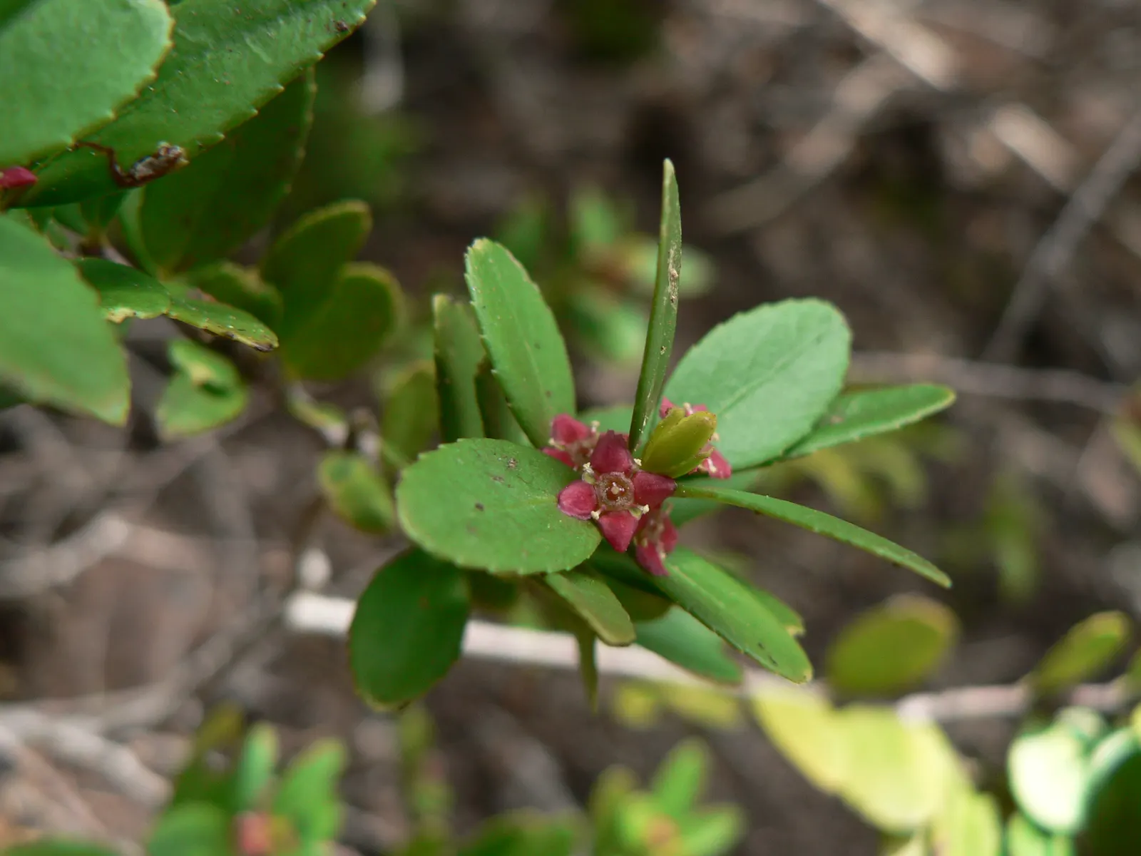 Oregon Boxwood (Paxistima Myrsinites) — reminiscent of the classic boxwood
