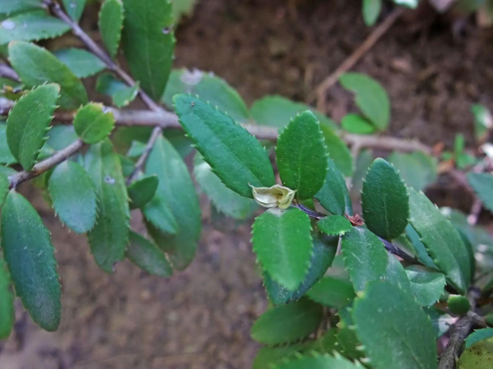 Oregon Boxwood (Paxistima Myrsinites) — It flourishes in zones 4-8, reaching 1-2 feet high and 2-4 feet wide