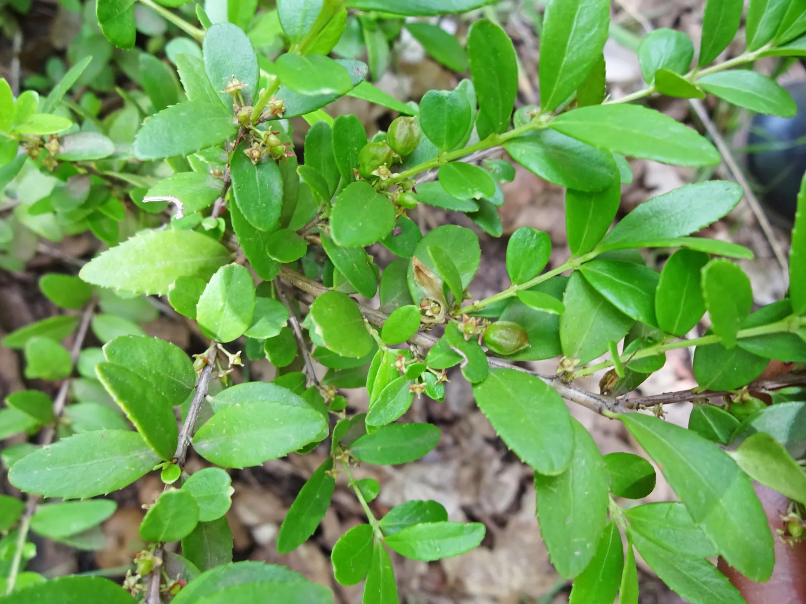 Oregon Boxwood (Paxistima Myrsinites) — it requires minimal watering