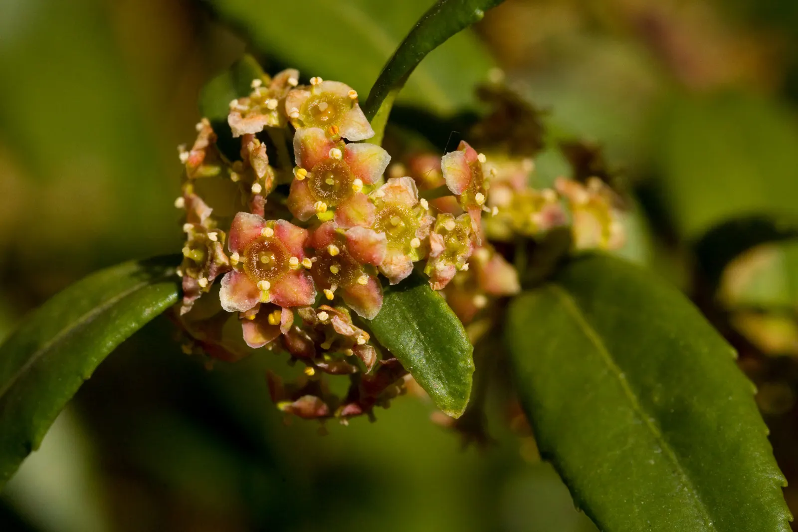 Oregon Boxwood (Paxistima Myrsinites) — ensuring that their partnership with the Oregon Boxwood is equally as enduring as the plant itself