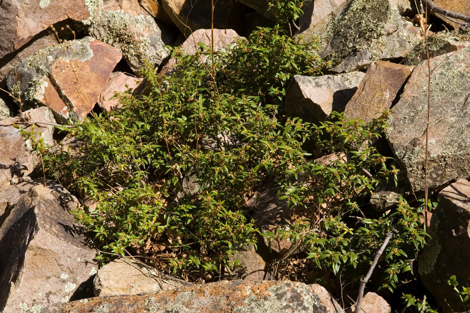 Oregon Boxwood (Paxistima Myrsinites) — Being native to the western United States