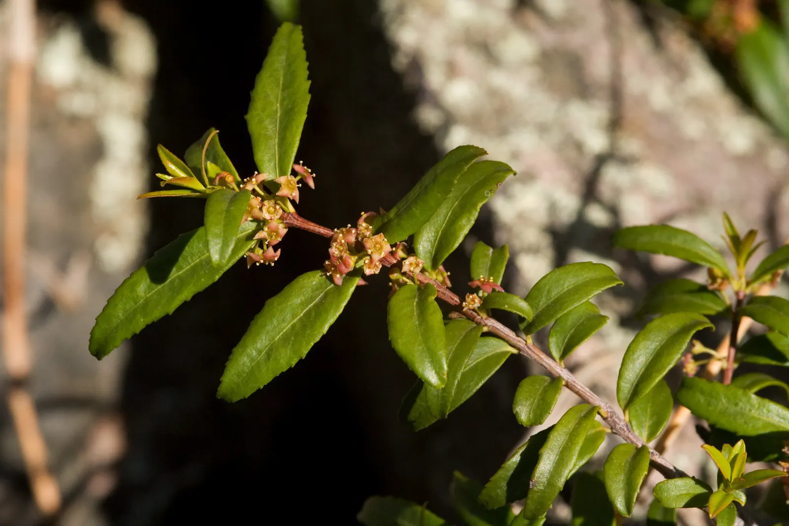 Oregon Boxwood (Paxistima Myrsinites) — The leaves are roughly 0.5 to 1 inch long