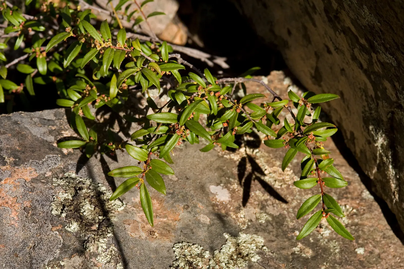 Oregon Boxwood (Paxistima Myrsinites) — shrub with white blooms