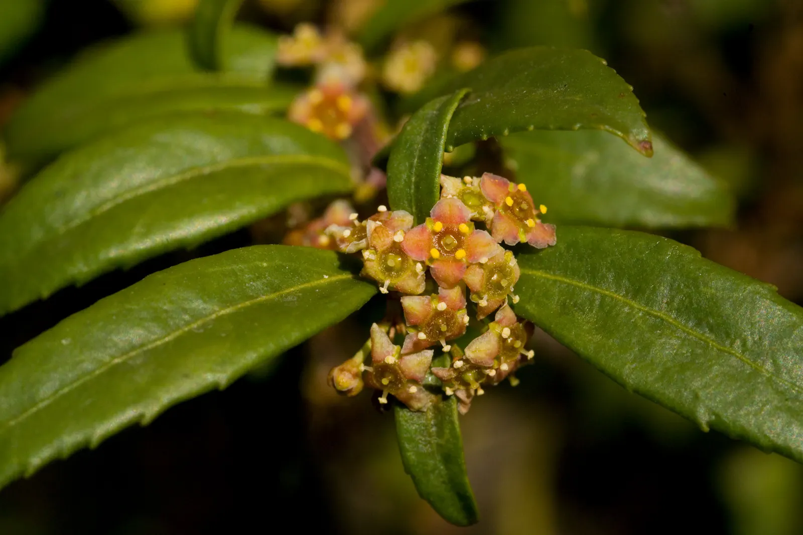 Oregon Boxwood (Paxistima Myrsinites) — Paxistima myrsinites tolerates a range of conditions