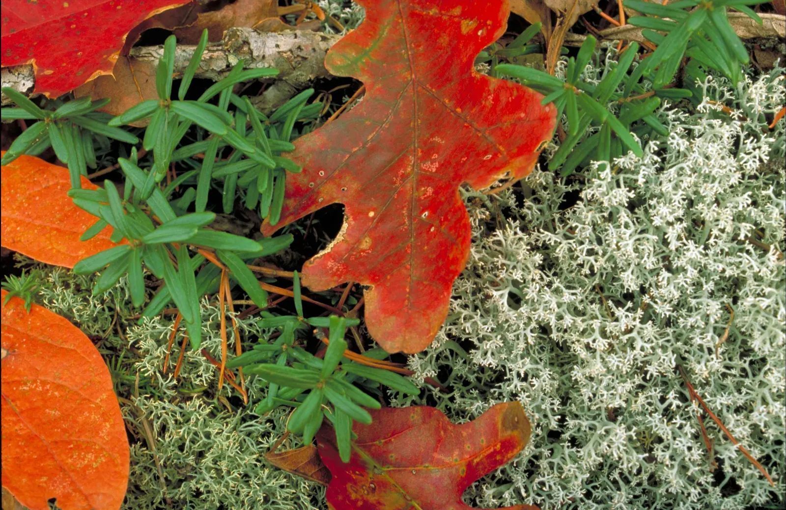 Oregon Boxwood (Paxistima Myrsinites) — Drought-tolerant once established